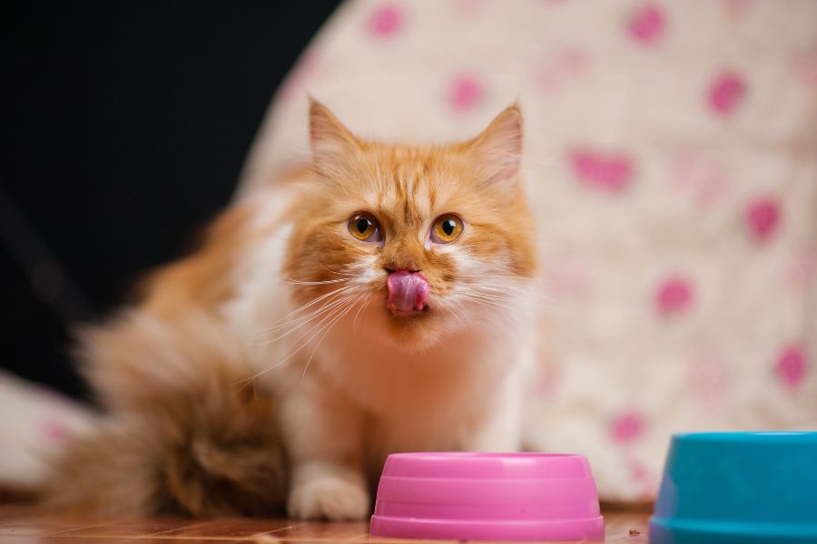 grain-free-vs-limited-cat-diets