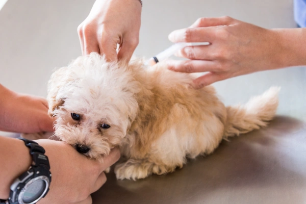 pet-vaccinations-in-leesburg-at-north-oatlands