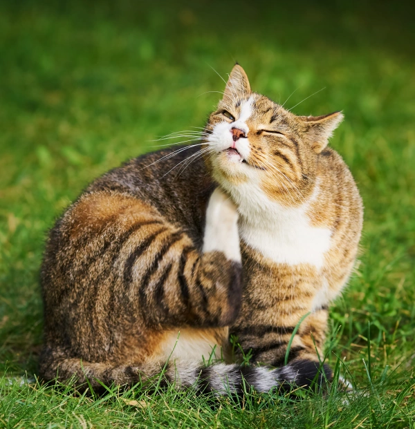Cat Allergy Testing