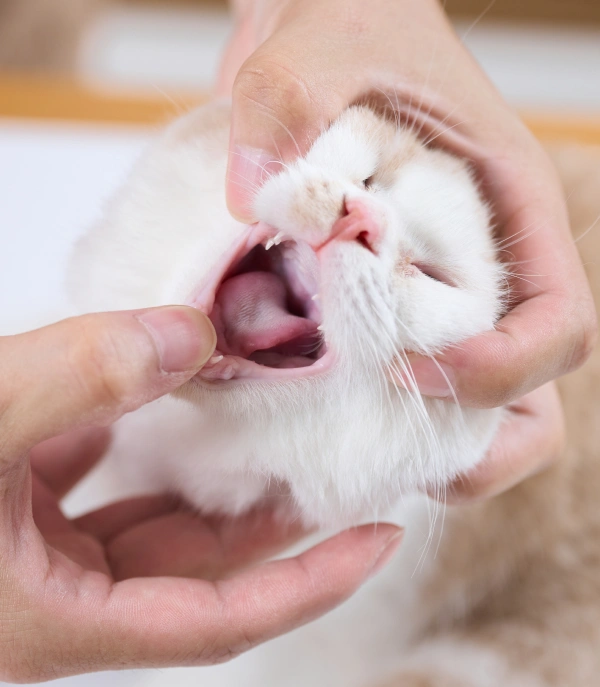 Cat Dental Care