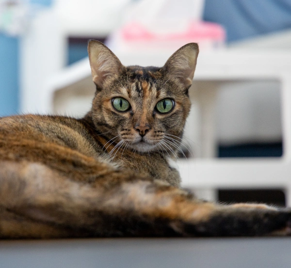 cat-diagnostic-lab