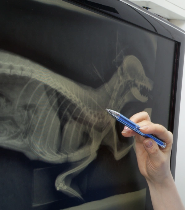 Cat Diagnostic Lab