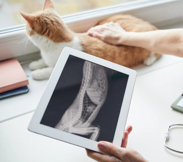Cat Digital Radiology