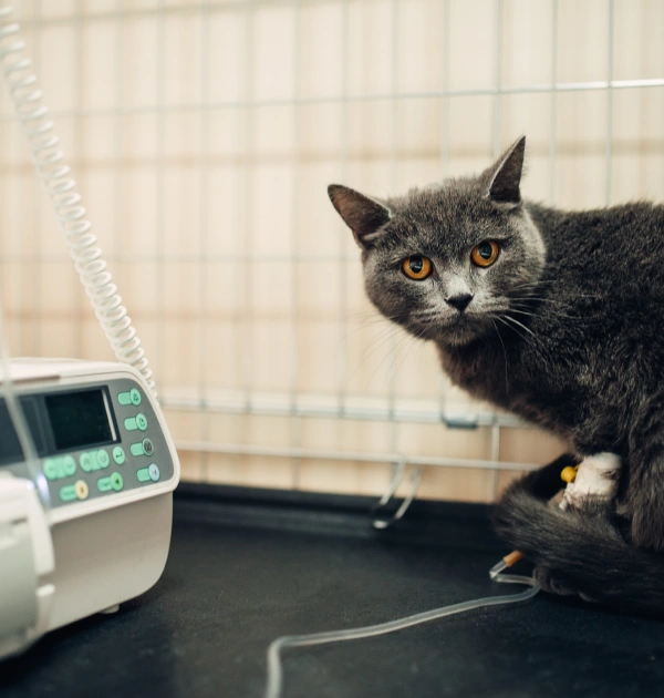 Cat Electrocardiogram