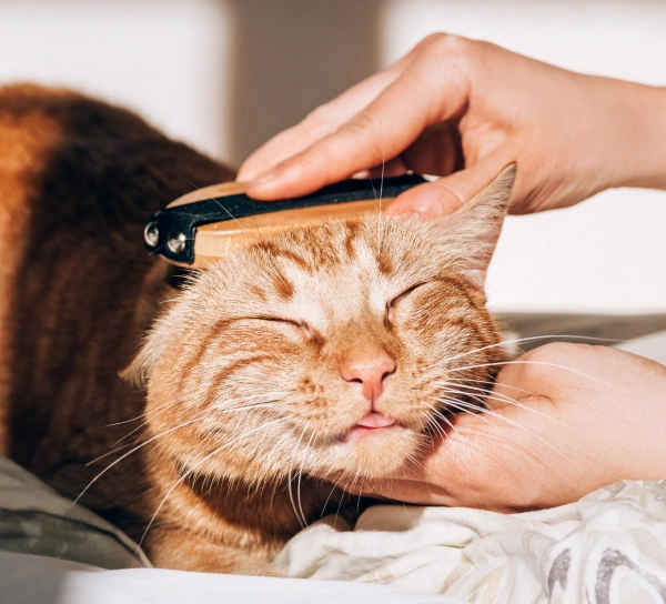 Cat Grooming