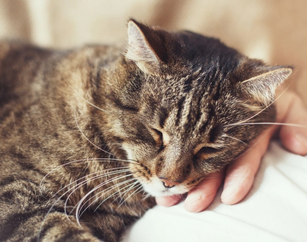 cat-heartworm-testing