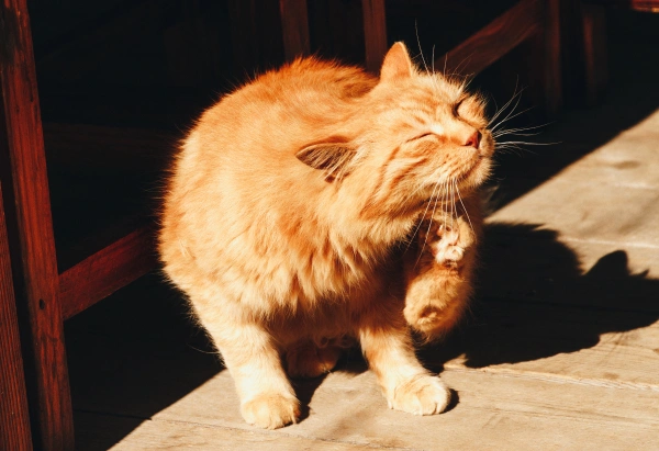 Cat Heartworm Testing