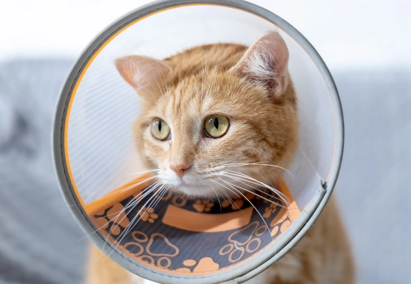 cat-surgery