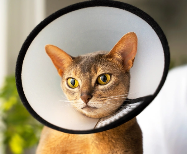 Cat Surgery