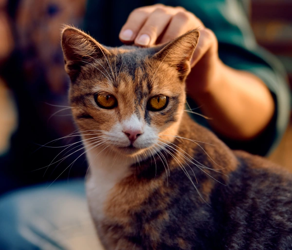 cat-therapeutic-laser-therapy
