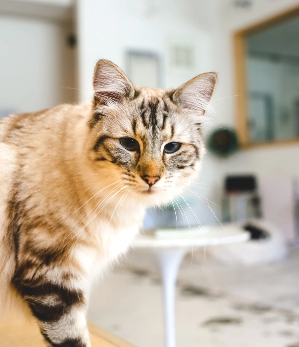 Cat Therapeutic Laser Therapy