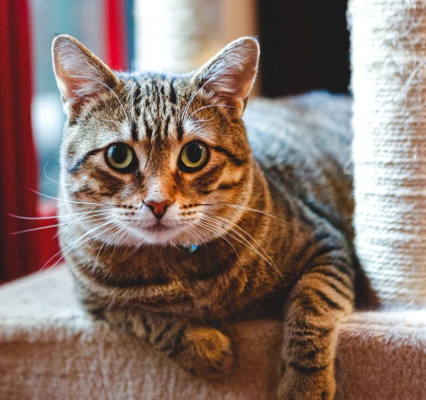 Cat Training