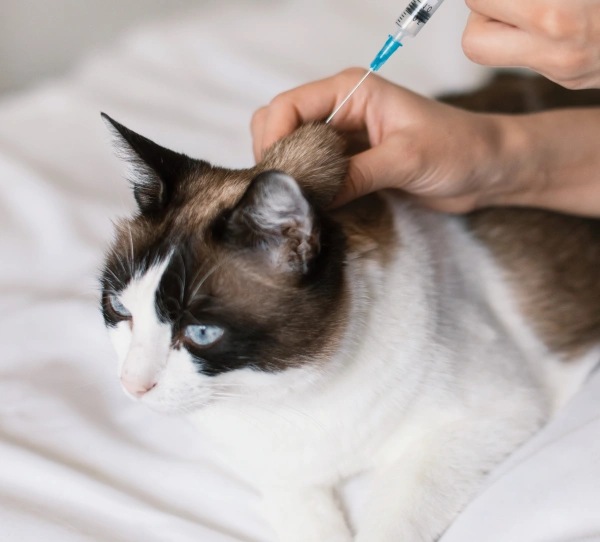 Cat Vaccinations