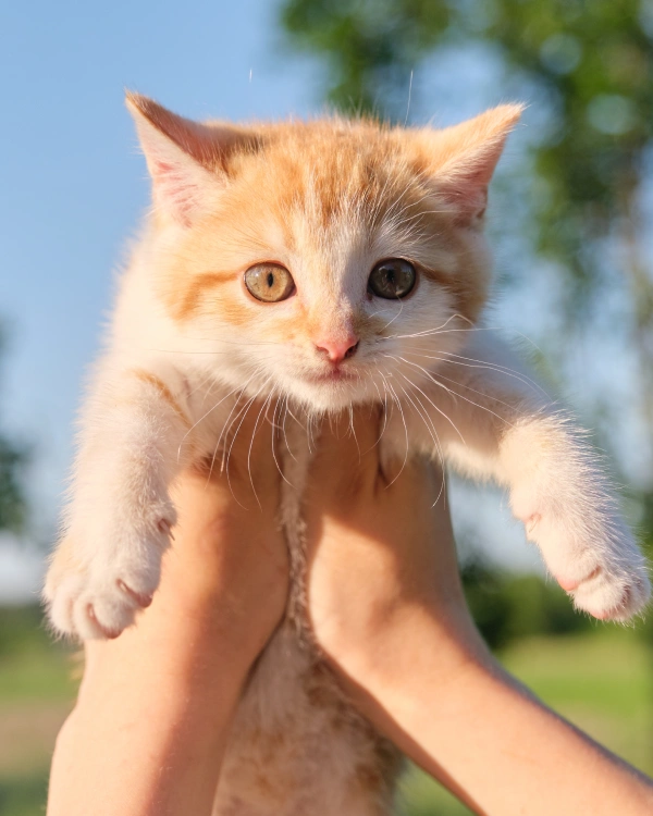cat-wellness-exam