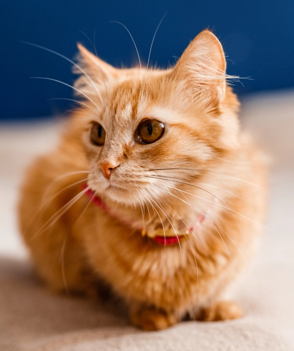 Cat Wellness Exam