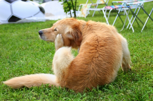 dog-allergy-testing