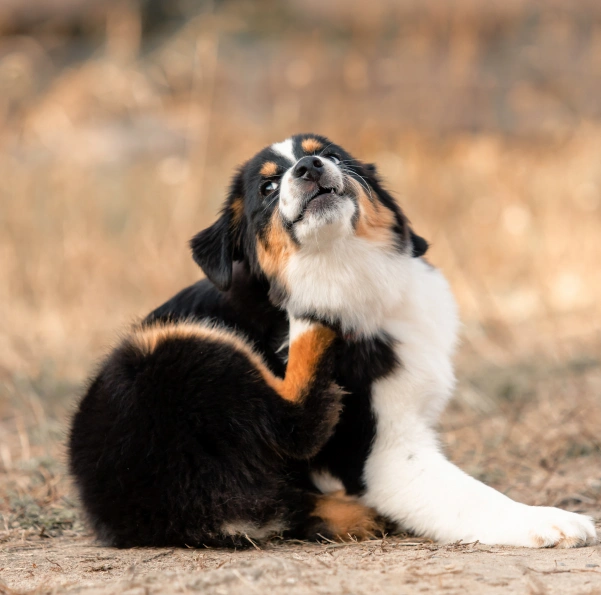 Dog Allergy Testing