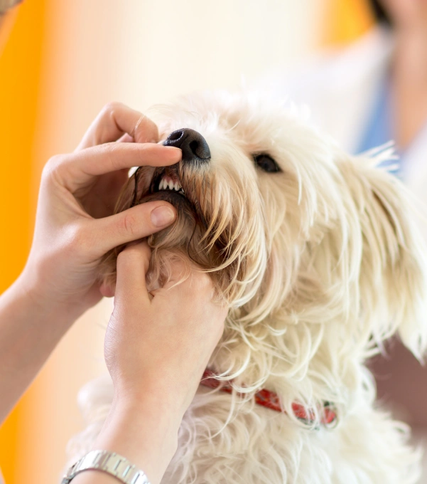 A Healthier Future Begins With Preventive Visits