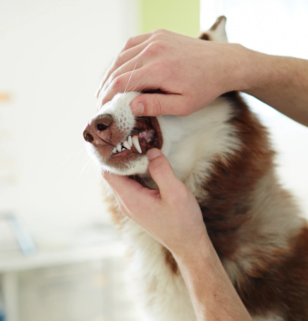 Dog Dental Care