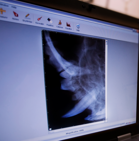 Dog Digital Radiology