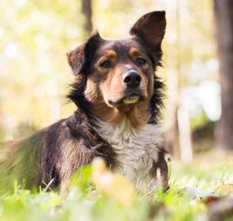 Dog Electrocardiogram