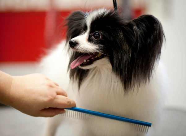 dog-grooming-stress-free-grooming-encourages-better-behavior