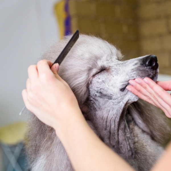 Dog Grooming