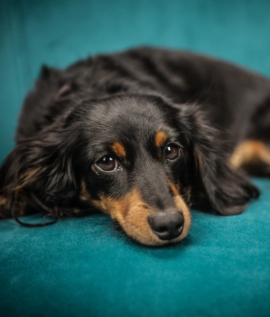 Dog Heartworm Testing