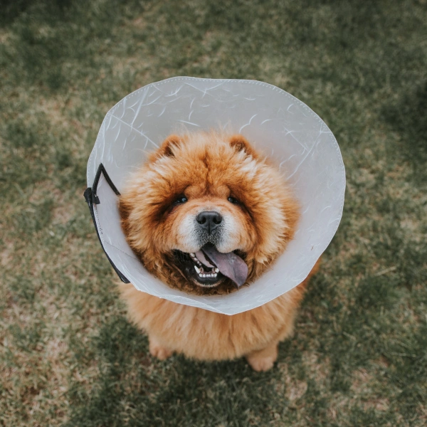 Dog Surgery