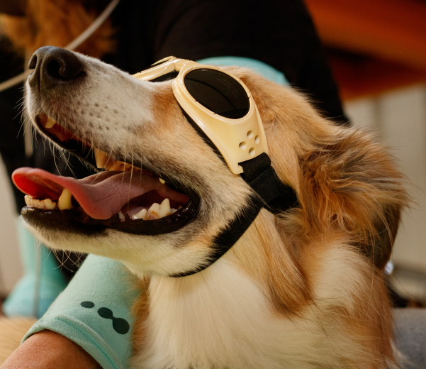 dog-therapeutic-laser-therapy
