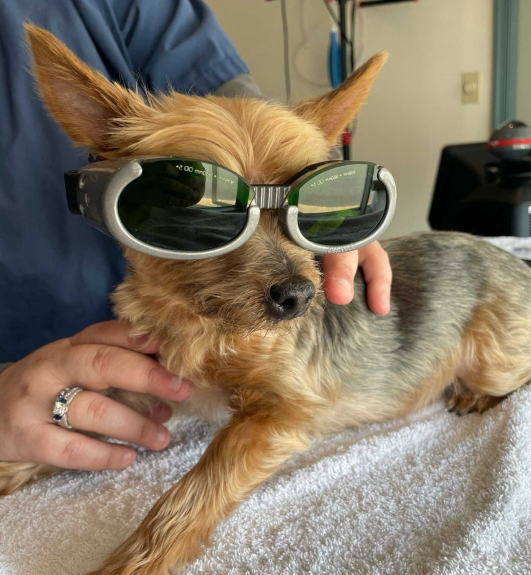 Dog Therapeutic Laser Therapy