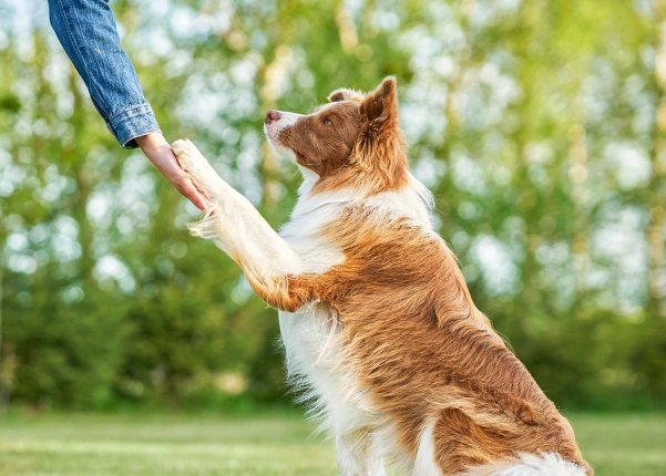dog-training