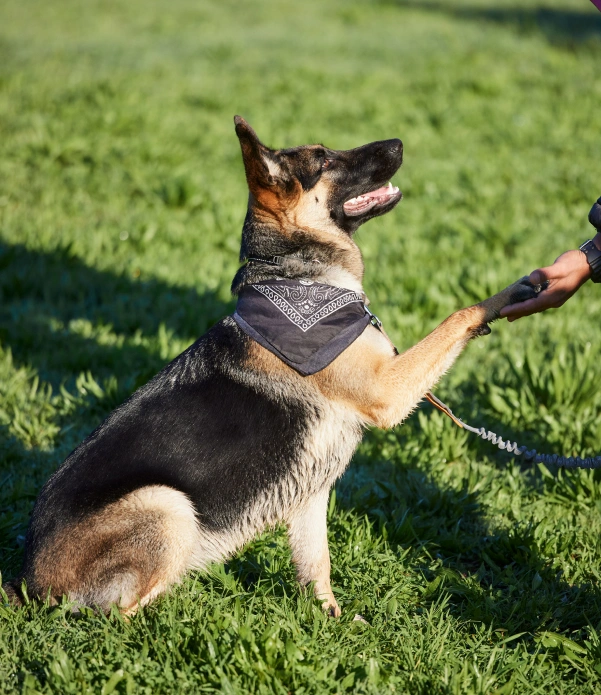 Dog Training