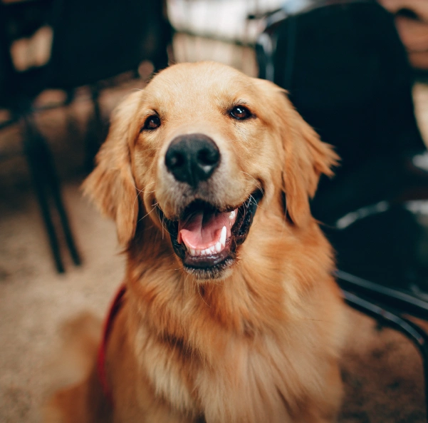 Dog Wellness Exam