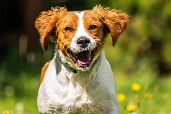 give-your-companion-the-pet-care-they-need-at-north-oatlands