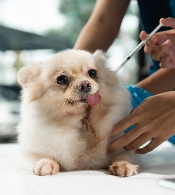 Dog Vaccinations