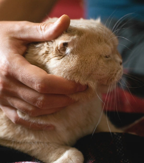 Urgent Pet Care
